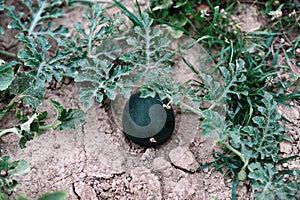 Growing water-melon on the cracked soil