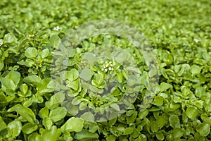 Growing watercress background