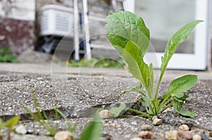 Growing weed