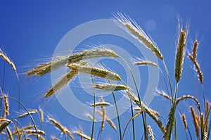 Growing wheat