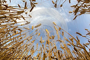 Growing wheat against the background of the cloudy sky. Agronomy and agriculture. Food industry