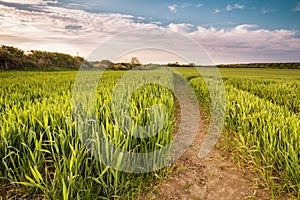 Growing Wheat Crop