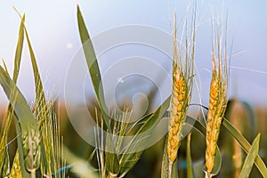 Growing wheat in the field of agribusiness grain close up
