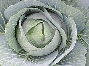 Growing white cabbage, natural background.