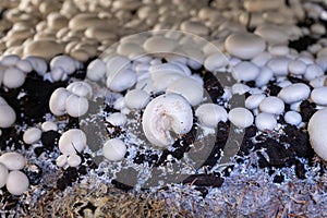 Growing of white champignons mushrooms, mycelium grow from compost into casing on organic farm in Netherlands, food industry in