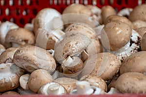 Growing of white champignons mushrooms, mycelium grow from compost into casing on organic farm in Netherlands, food industry in