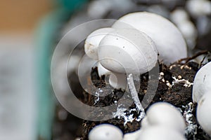 Growing of white champignons mushrooms, mycelium grow from compost into casing on organic farm in Netherlands, food industry in