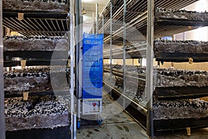 Growing of white champignons mushrooms, mycelium grow from compost into casing on organic farm in Netherlands, food industry in