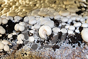 Growing of white champignons mushrooms, mycelium grow from compost into casing on organic farm in Netherlands, food industry in