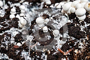 Growing of white champignons mushrooms, mycelium grow from compost into casing on organic farm in Netherlands, food industry in