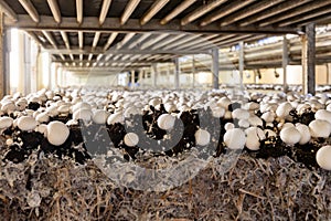 Growing of white champignons mushrooms, mycelium grow from compost into casing on organic farm in Netherlands, food industry in