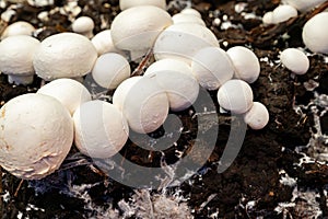 Growing of white champignons mushrooms, mycelium grow from compost into casing on organic farm in Netherlands, food industry in