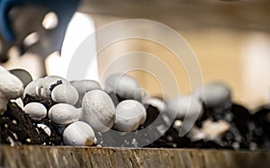 Growing of white champignons mushrooms, mycelium grow from compost into casing on organic farm in Netherlands, food industry in