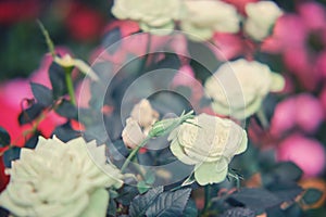 Growing white rose flowers in a pot as a hobby or for sale in a store