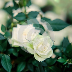 Growing a white rose in a greenhouse for sale in flower pots, copy space