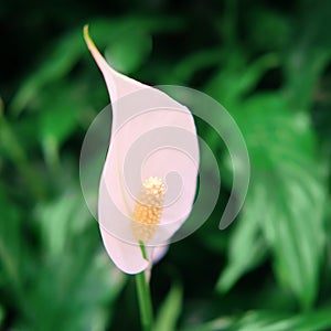 Growing white spathiphyllum flowers in a greenhouse as a hobby or for sale in a store. Spathiphyllum is a genus of perennial