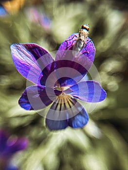 Growing wild common violet plant