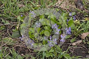 Growing wild common violet plant. Closeup, low key