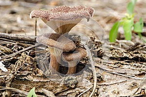 Growing Wild Pearl Oyster Mushrooms