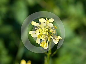 Growing wild yellow Bedstraw Galium verum green background