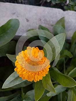 Growing yellow beautiful flowers, close up, green background