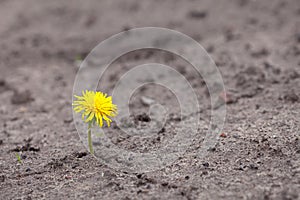 Growing yellow flower sprout