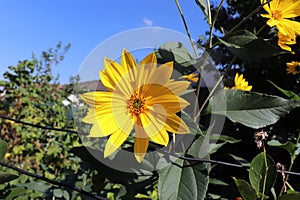 Growing yellow Helianthus Tuberosus Flower head against its natural foliage background, also known as Jerusalem