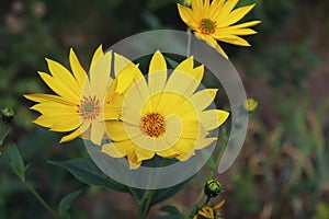 Growing yellow Helianthus Tuberosus Flower head against it`s natural foliage background, also known as: Jerusalem