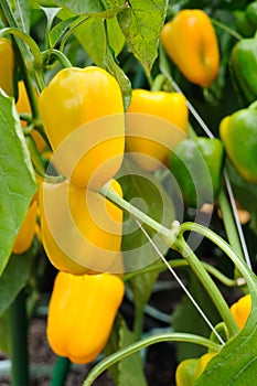 Growing yellow pepper