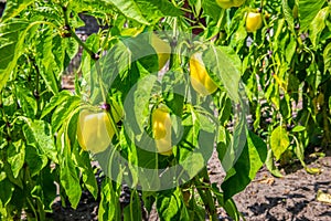 Growing yellow pepper