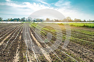 Growing young carrot in the field. Drip irrigation. Agricultural plantations. Organic vegetables. Agriculture. Farming. Soft