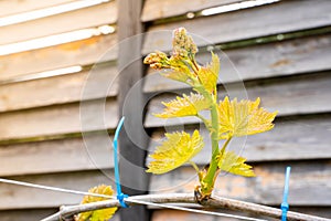 Growing young grape vine in a vineyard close-up in spring