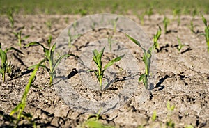 Growing young green corn seedling sprouts in cultivated agricultural farm field, shallow depth of field