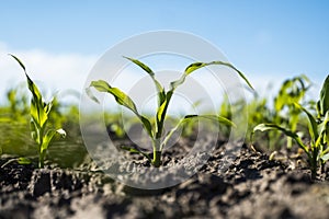 Growing young green corn seedling sprouts in cultivated agricultural farm field, shallow depth of field. Agricultural