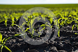 Growing young green corn seedling sprouts in cultivated agricultural farm field, shallow depth of field. Agricultural