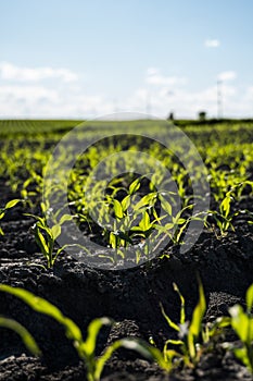 Growing young green corn seedling sprouts in cultivated agricultural farm field, shallow depth of field. Agricultural