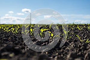 Growing young green corn seedling sprouts in cultivated agricultural farm field, shallow depth of field. Agricultural