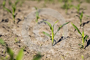 Growing young green corn seedling sprouts in cultivated agricultural farm field, shallow depth of field. Agricultural