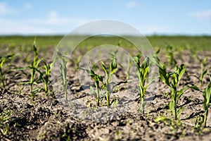 Growing young green corn seedling sprouts in cultivated agricultural farm field, shallow depth of field. Agricultural