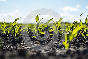 Growing young green corn seedling sprouts in cultivated agricultural farm field, shallow depth of field. Agricultural