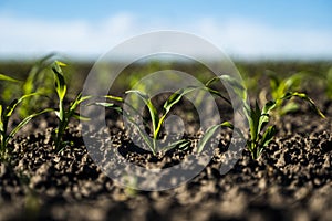 Growing young green corn seedling sprouts in cultivated agricultural farm field, shallow depth of field. Agricultural