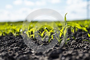 Growing young green corn seedling sprouts in cultivated agricultural farm field, shallow depth of field. Agricultural