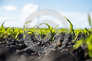 Growing young green corn seedling sprouts in cultivated agricultural farm field, shallow depth of field. Agricultural