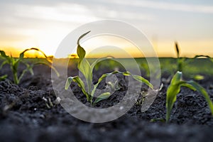 Growing young green corn seedling sprouts in cultivated agricultural farm field under the sunset, shallow depth of field