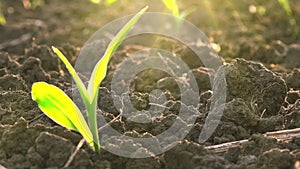 Growing Young Green Maize Corn Seedling Sprouts in Cultivated Agricultural Farm Field