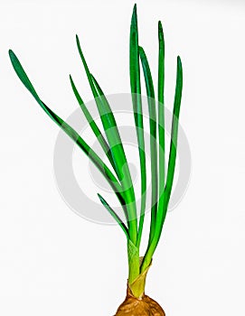 Growing young green onion shoots on a white background