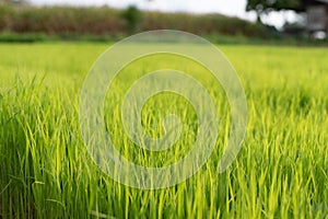 Growing young green rice seedlings in agricultural fields Agricultural scene with rice tops in the soil