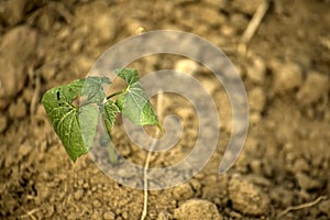 Growing young green seedling