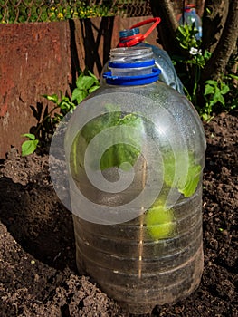 Growing young green seedlings of vegetable plant pumpkin and squash covered with a DIY greenhouse made from cut plastic bottle of