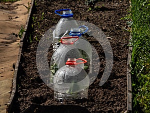 Growing young green seedlings of vegetable plant pumpkin and squash covered with a DIY greenhouse made from cut plastic bottle of